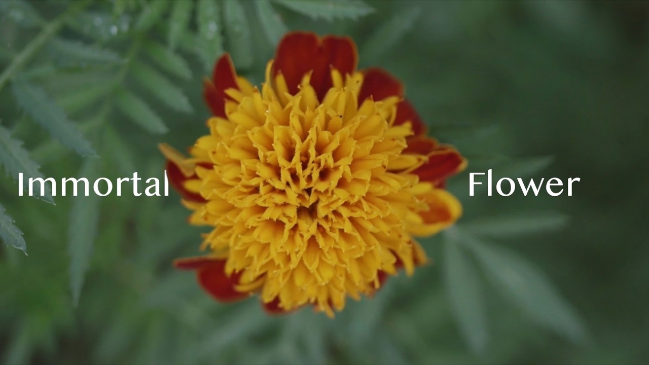 Immortal Flower